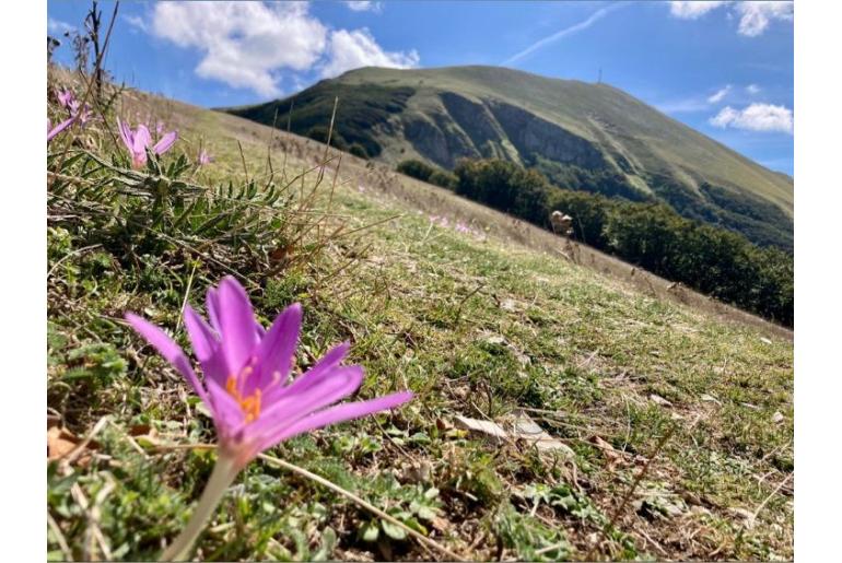 Colchicum lusitanum -9019