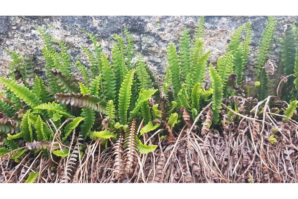 Alpine austroblechnum