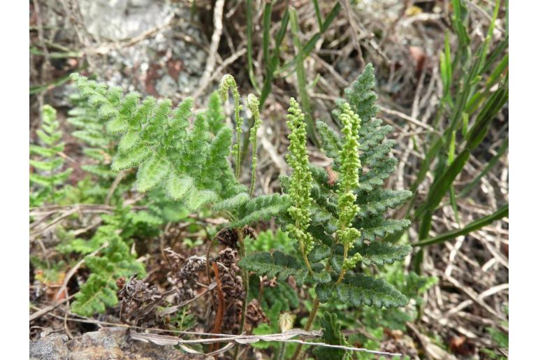 Anemia tomentosa -9029