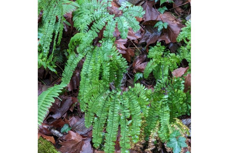 Adiantum aleuticum -9037