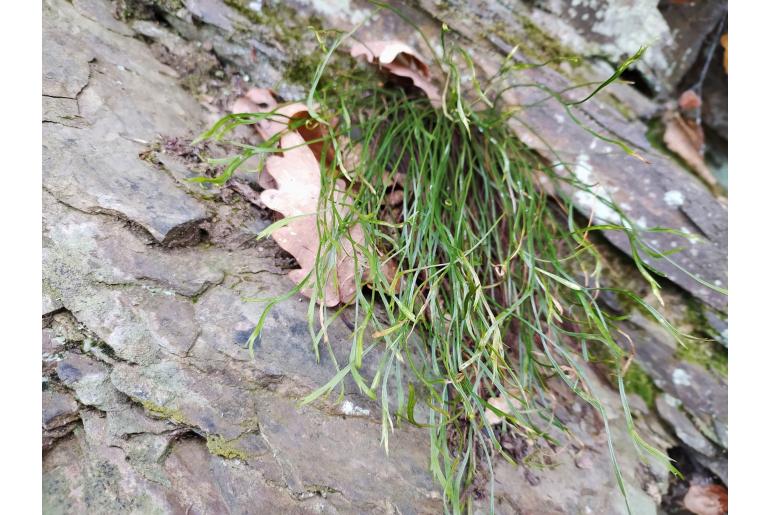 Asplenium septentrionale -9039