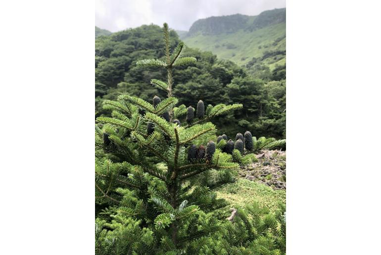 Abies koreana -9044