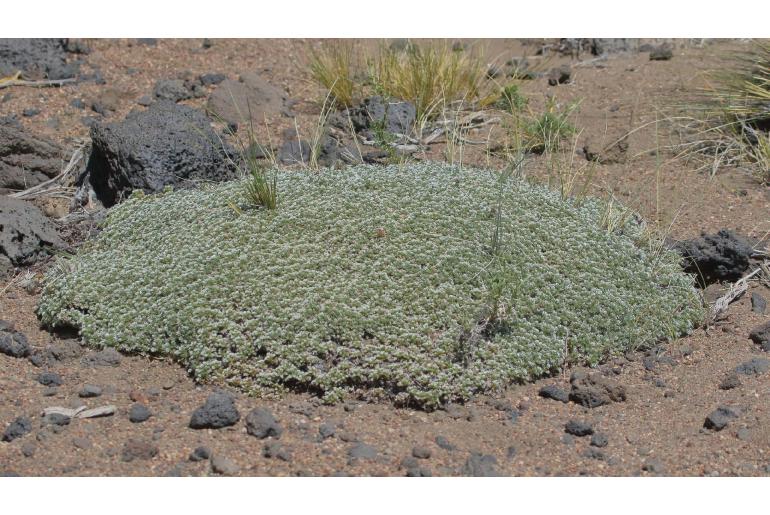 Acaena caespitosa -9048