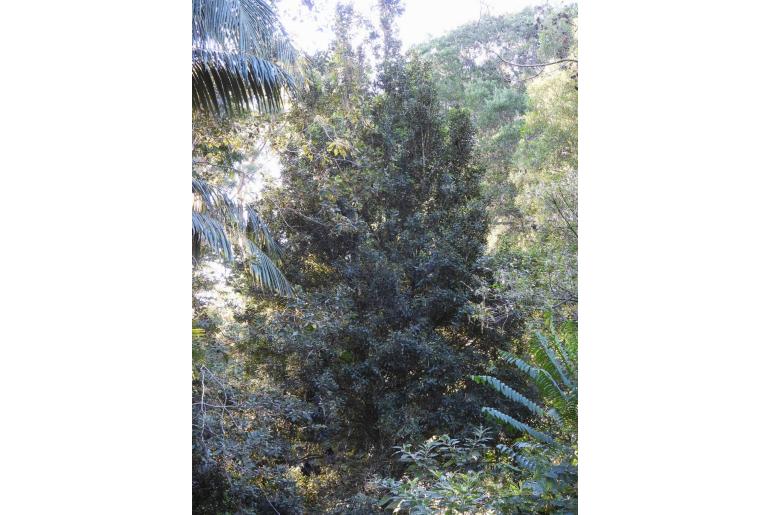 Macadamia integrifolia -9060