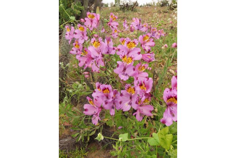 Alstroemeria philippii -9069