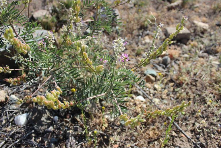 Astragalus looseri -9099