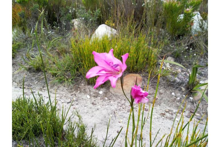 Gladiolus ornatus -9100