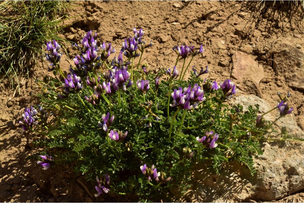 Cruickshank's astragalus