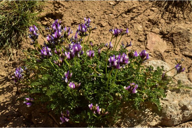 Astragalus cruckshanksii -9102