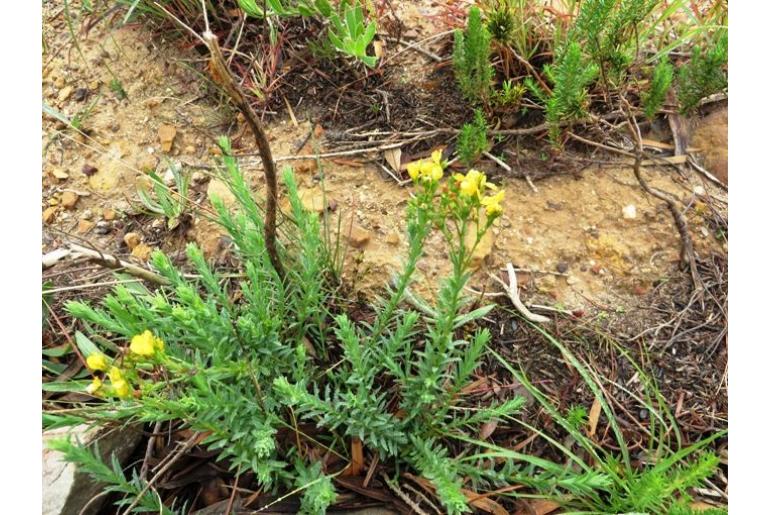 Linum acuticarpum -9138