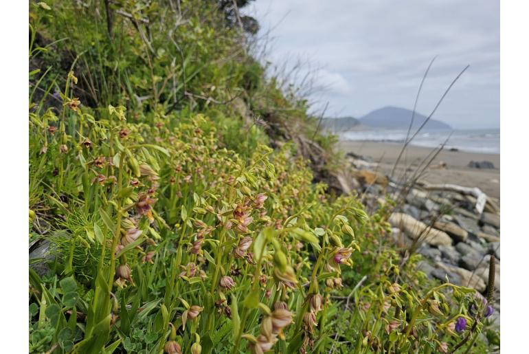 Epipactis gigantea -9141