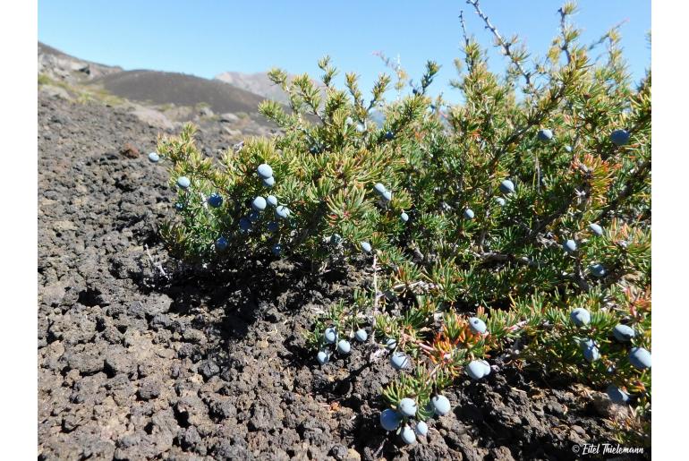 Berberis empetrifolia -9153