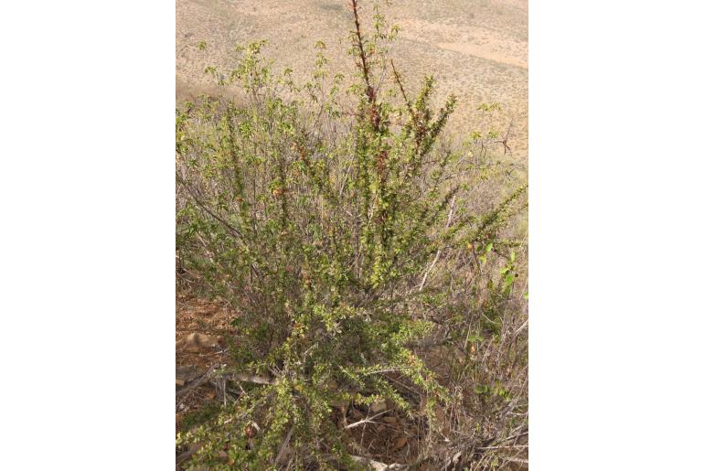 Berberis glomerata -9154