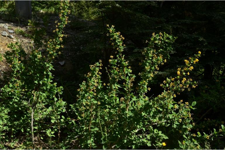 Berberis rotundifolia -9158