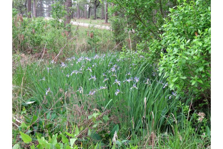 Iris virginica -9160