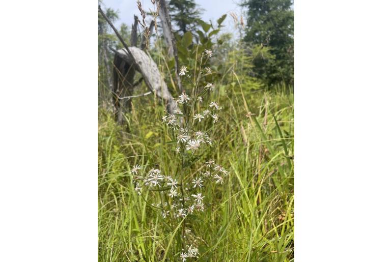 Symphyotrichum lateriflorum -9165