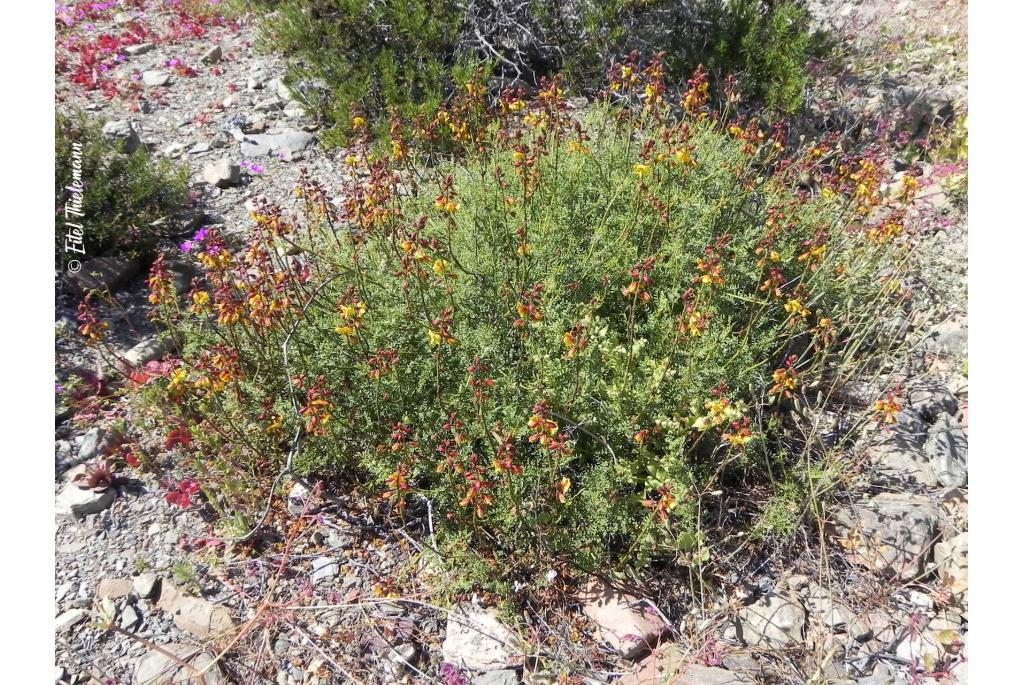 Hoekige caesalpinia