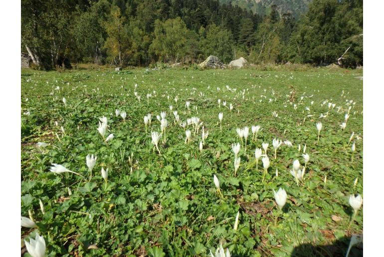 Crocus vallicola -9179