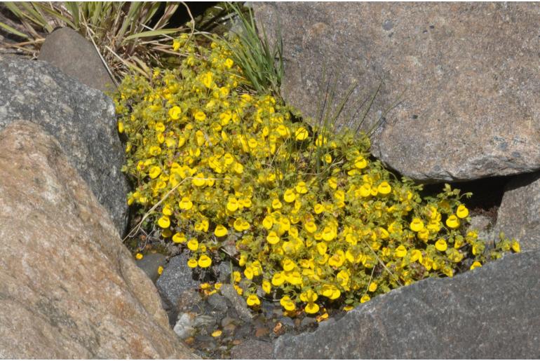 Calceolaria tenella -9210