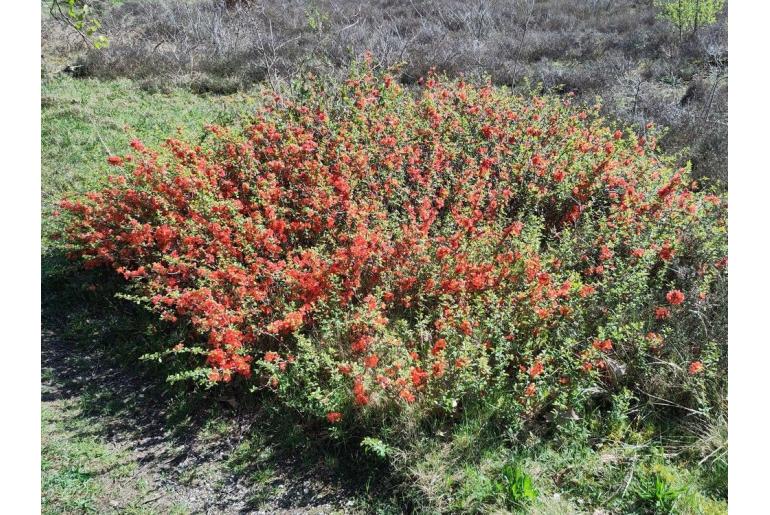 Chaenomeles japonica -9232