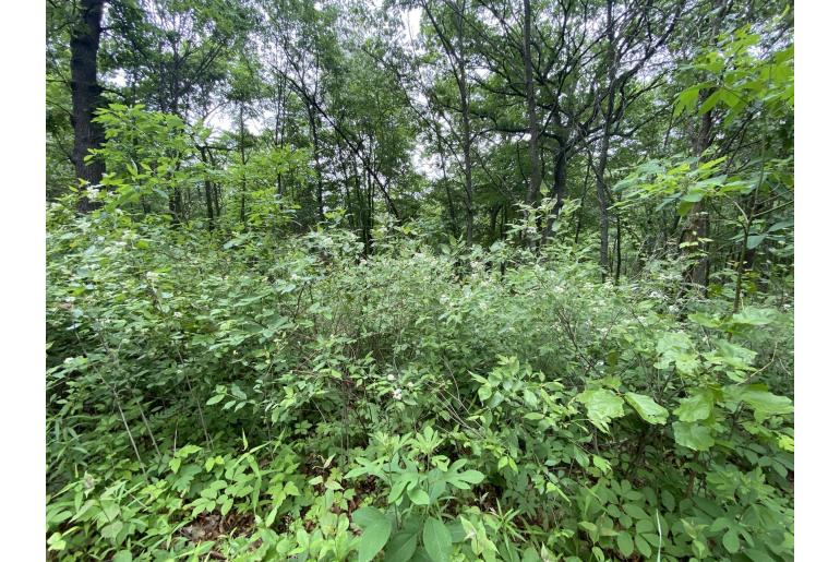 Cornus racemosa -9234