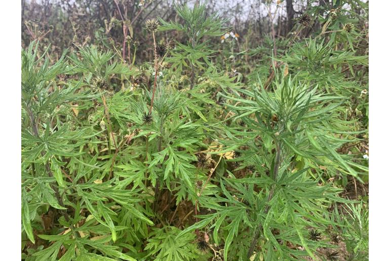 Artemisia indica -9240