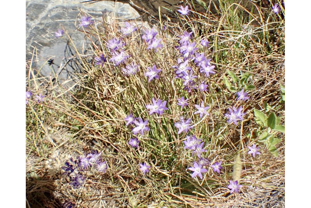 Draadbladige brodiaea