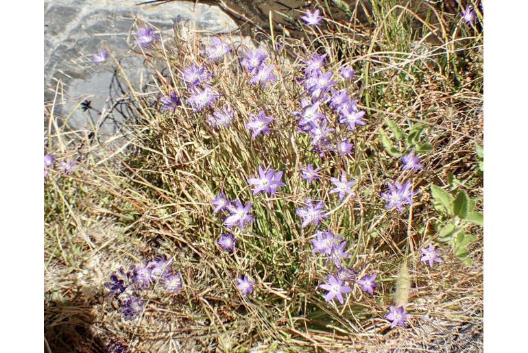 Brodiaea filifolia -9251