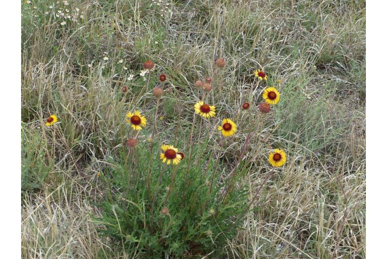 Gaillardia pinnatifida -9252