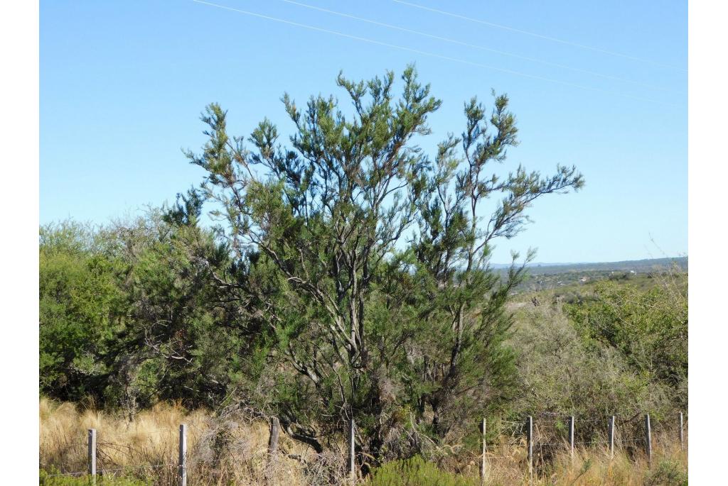 Stekelige colletia