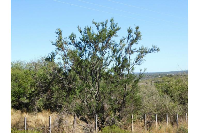 Colletia spinosissima -9254