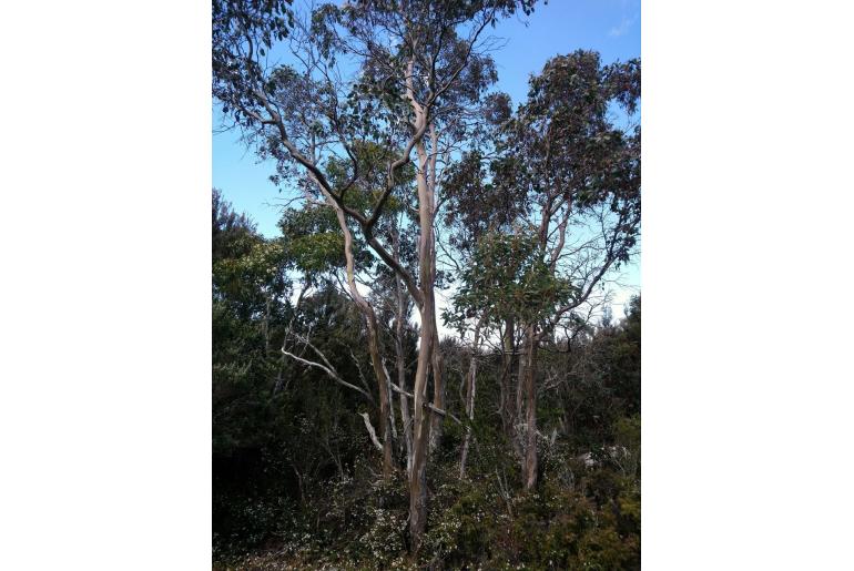 Eucalyptus urnigera -9259