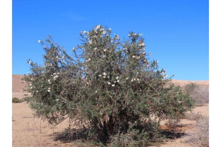 Cordia decandra -9267