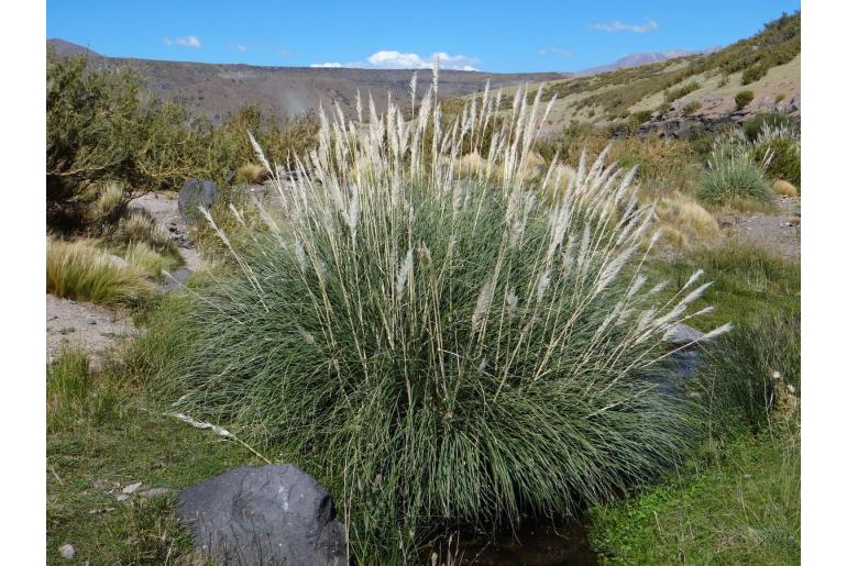 Cortaderia rudiuscula -9269