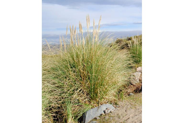 Cortaderia speciosa -9270