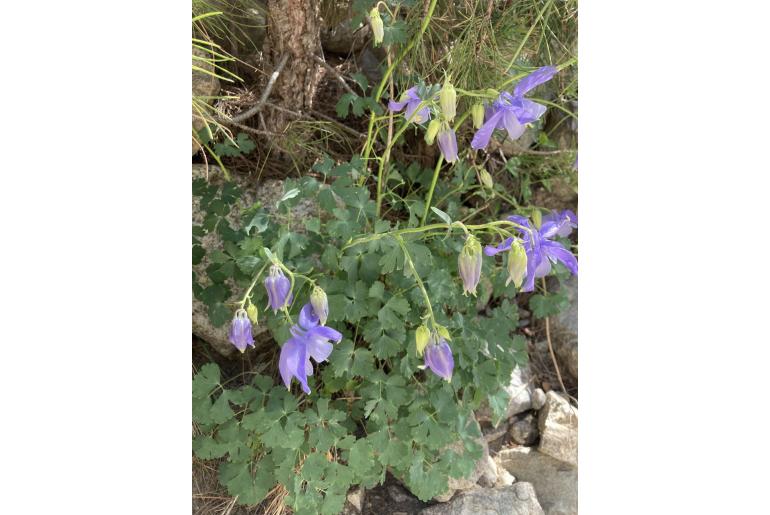 Aquilegia bernardii -9272