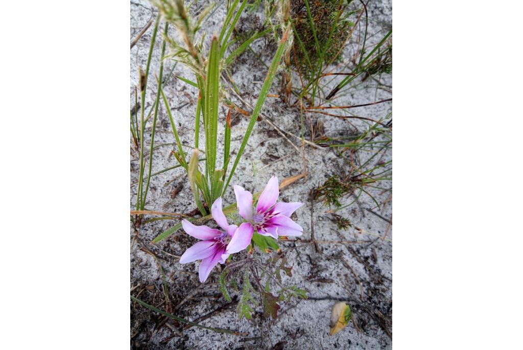 Kleine puntige Baviaanbloem