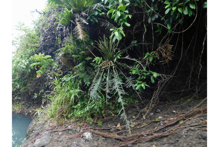 Cycas edentata -9299