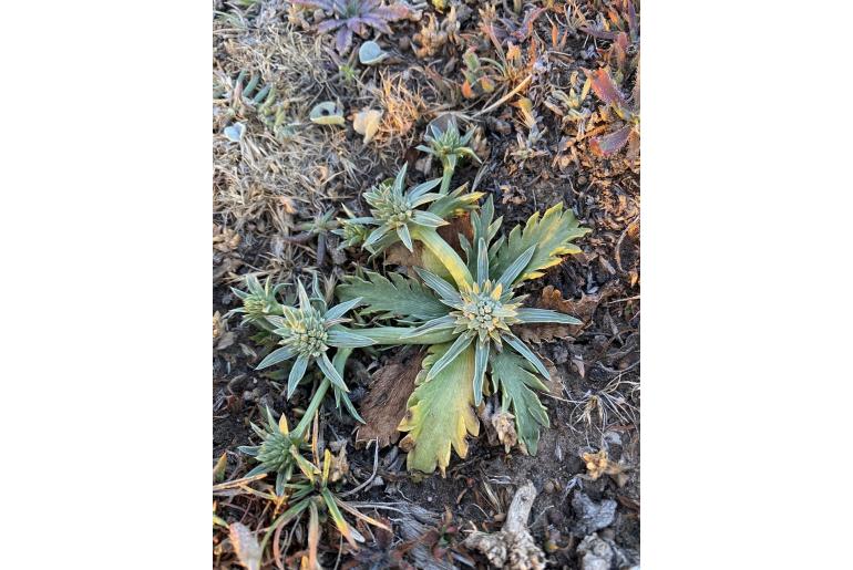 Eryngium depressum -9312