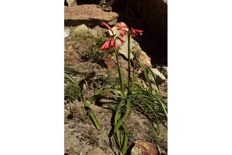 Zephyranthes cisandina -9326