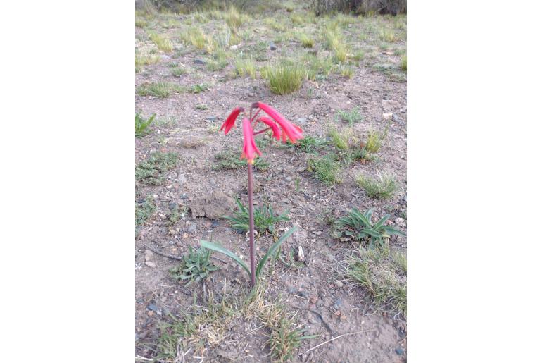 Zephyranthes graciliflora -9327