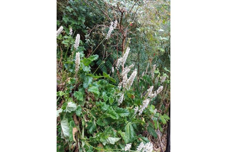 Francoa appendiculata -9330