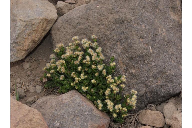 Galium eriocarpum -9333