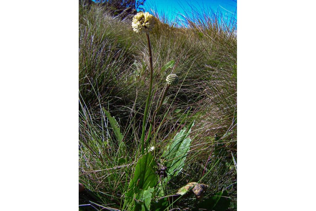 Stekelige cephalaria