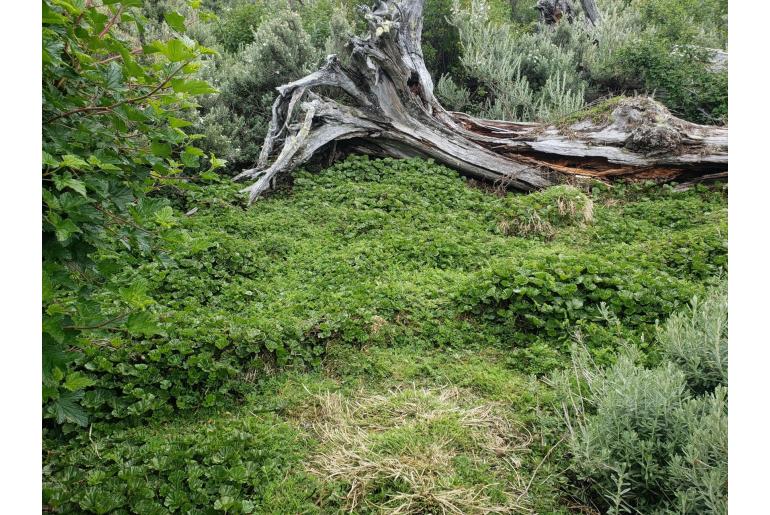 Gunnera magellanica -9359