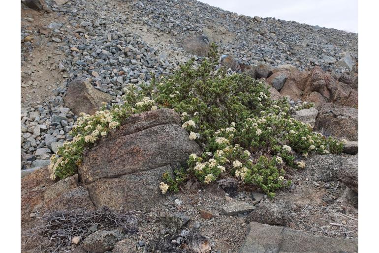 Heliotropium pycnophyllum -9372