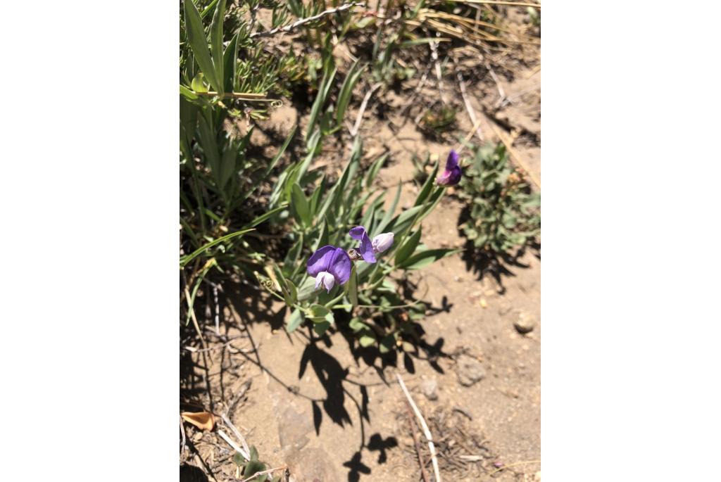 Andes lathyrus