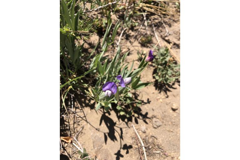 Lathyrus subandinus -9385