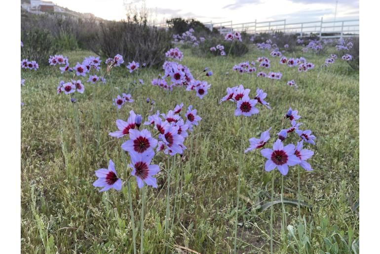 Leucocoryne purpurea -9395