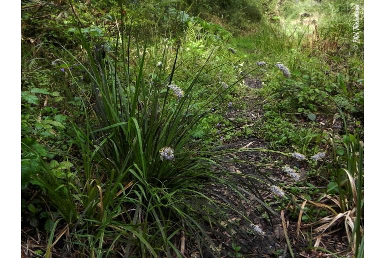 Libertia sessiliflora -9399